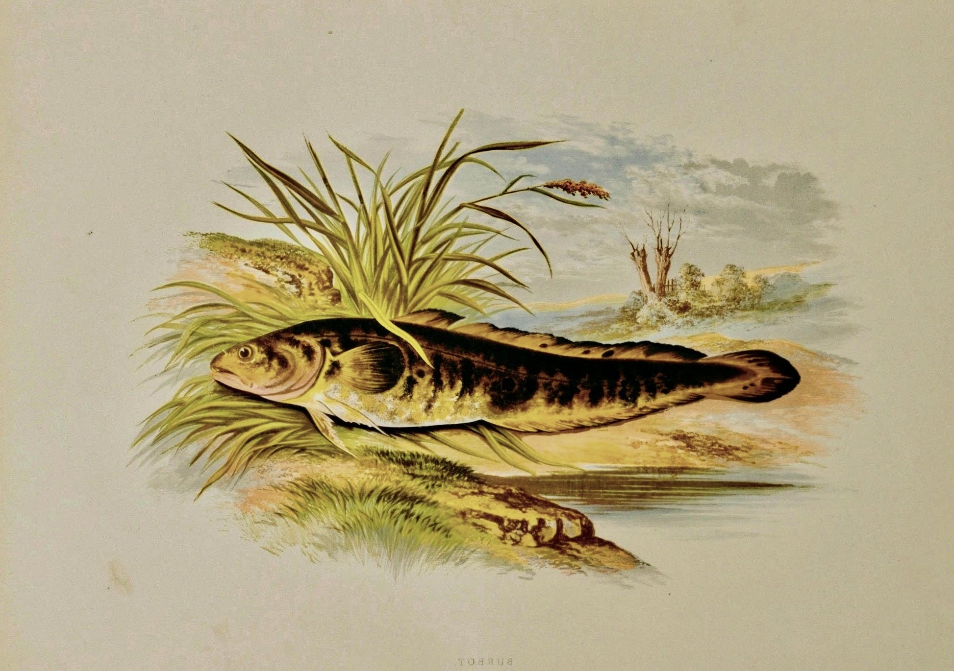 British Freshwater Fishes Antique Print - Burbot - Room Four
