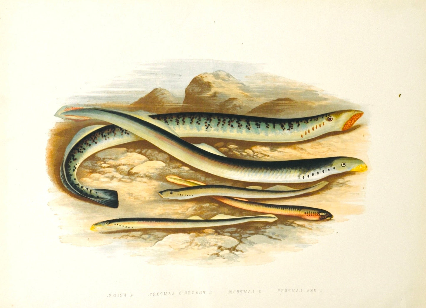 British Freshwater Fishes Antique Print - Sea Lamprey - Room Four