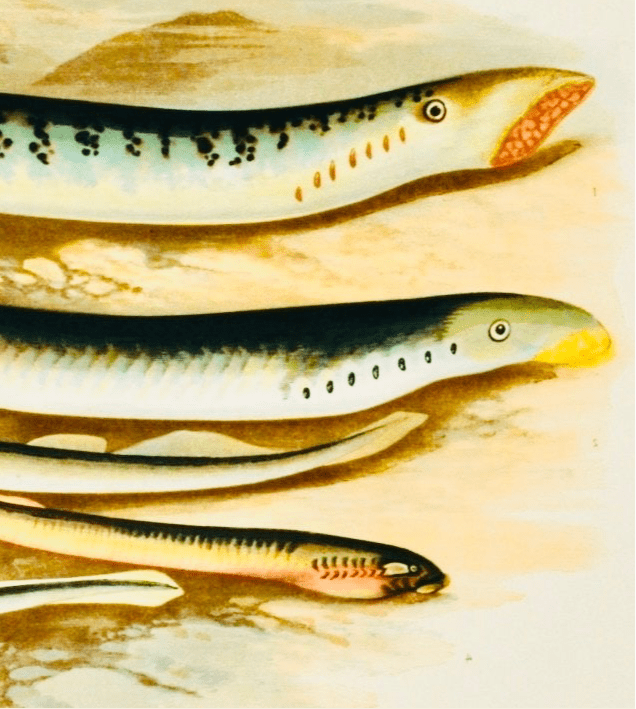 British Freshwater Fishes Antique Print - Sea Lamprey - Room Four