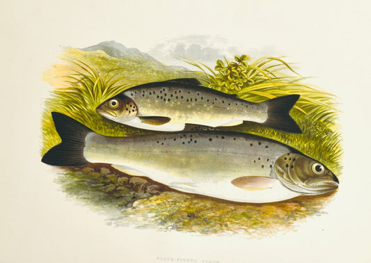 British Freshwater Fishes - Black Finned Trout Wall Art Print - Room Four