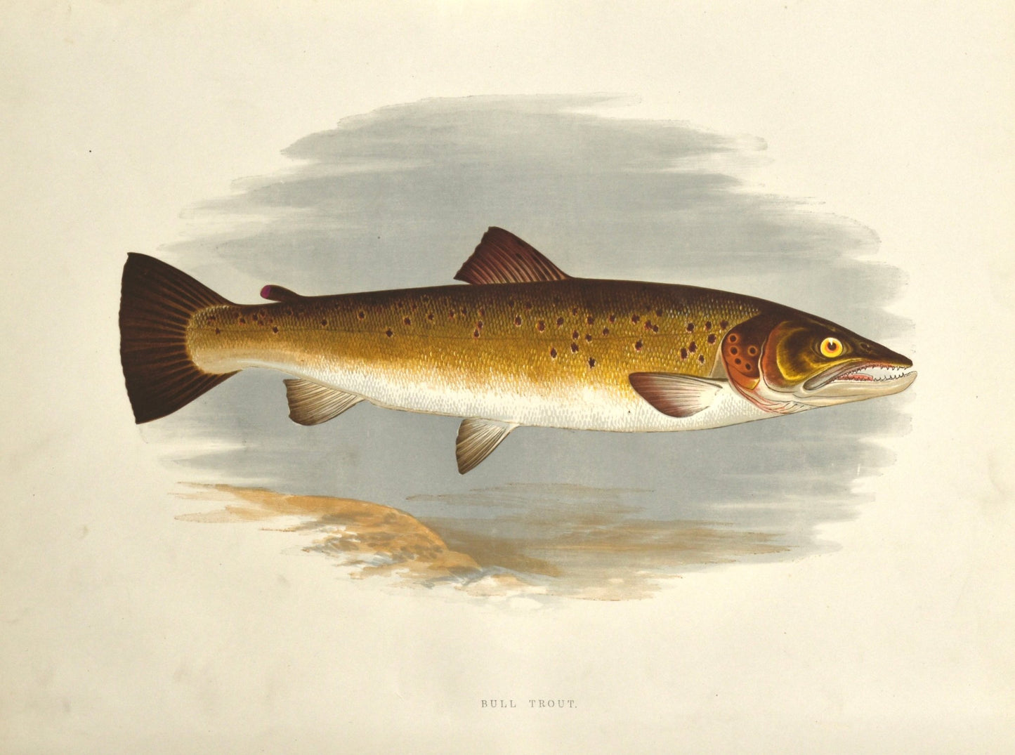 British Freshwater Fishes - Bull Trout Wall Art Print - Room Four