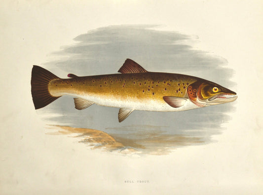 British Freshwater Fishes - Bull Trout Wall Art Print - Room Four