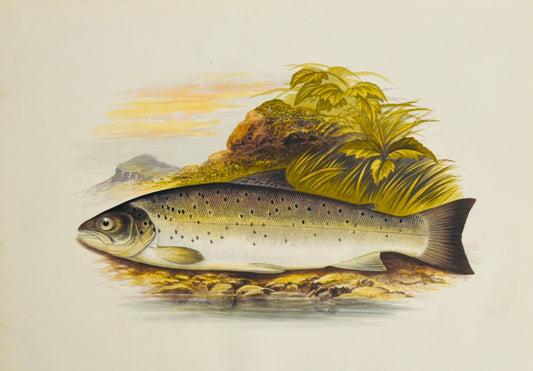 British Freshwater Fishes - Galway Sea Trout Wall Art Print - Room Four