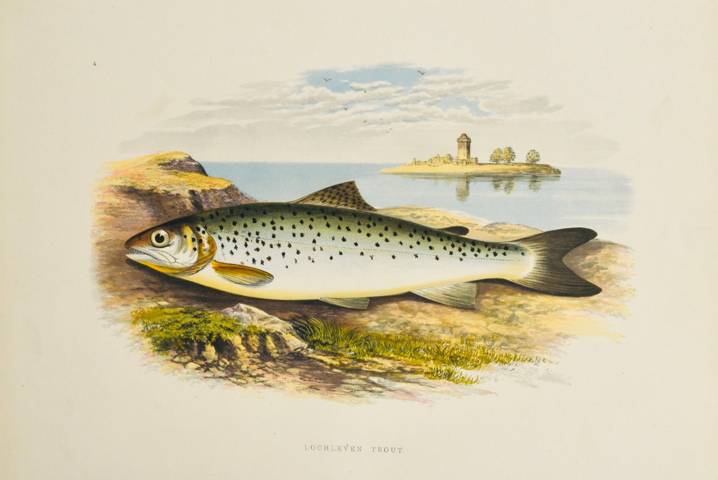 British Freshwater Fishes - Loch Leven Trout Wall Art Print - Room Four