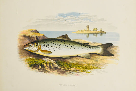 British Freshwater Fishes - Loch Leven Trout Wall Art Print - Room Four
