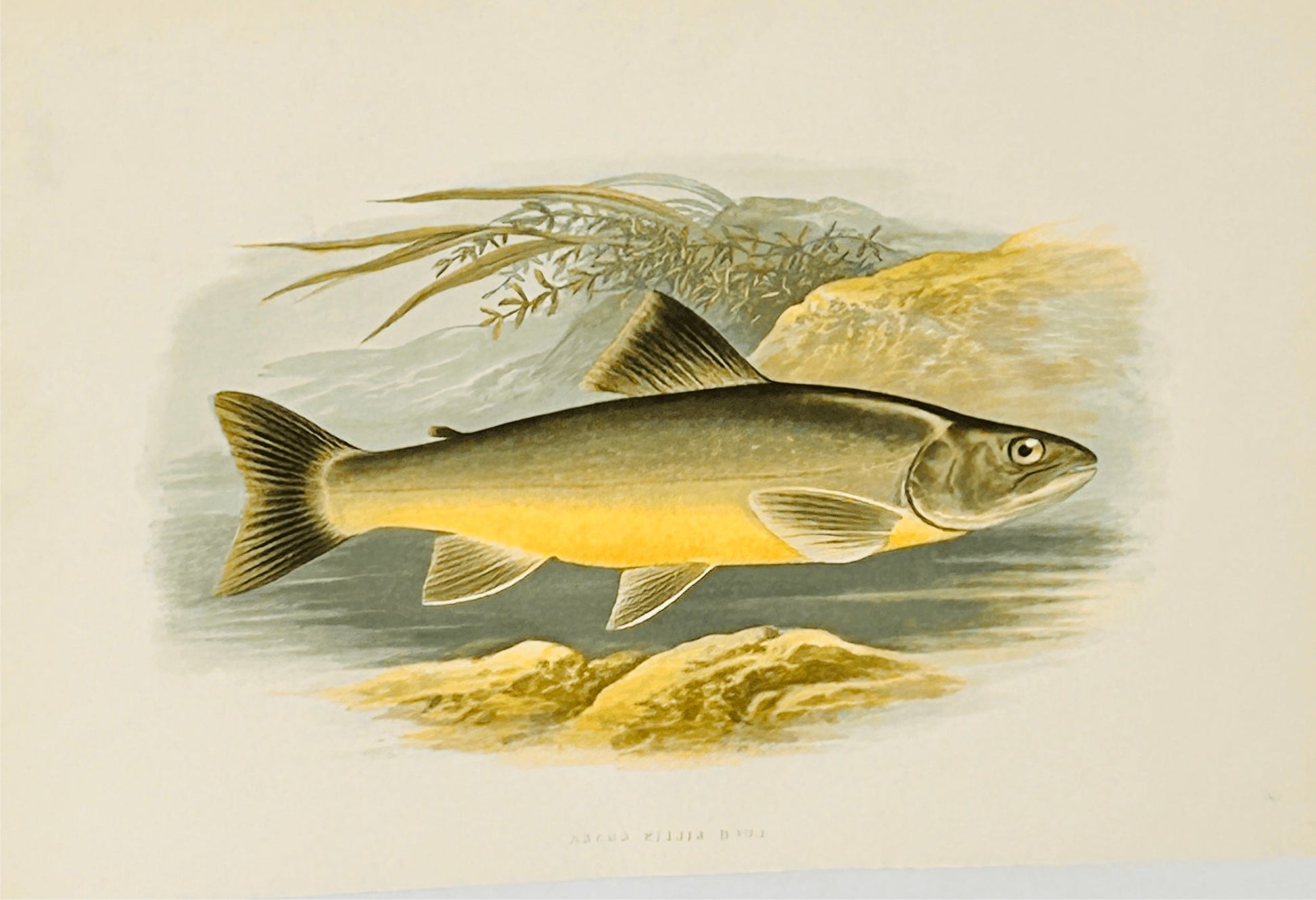 British Freshwater Fishes - Lochkillin Charr - Antique Print - Room Four