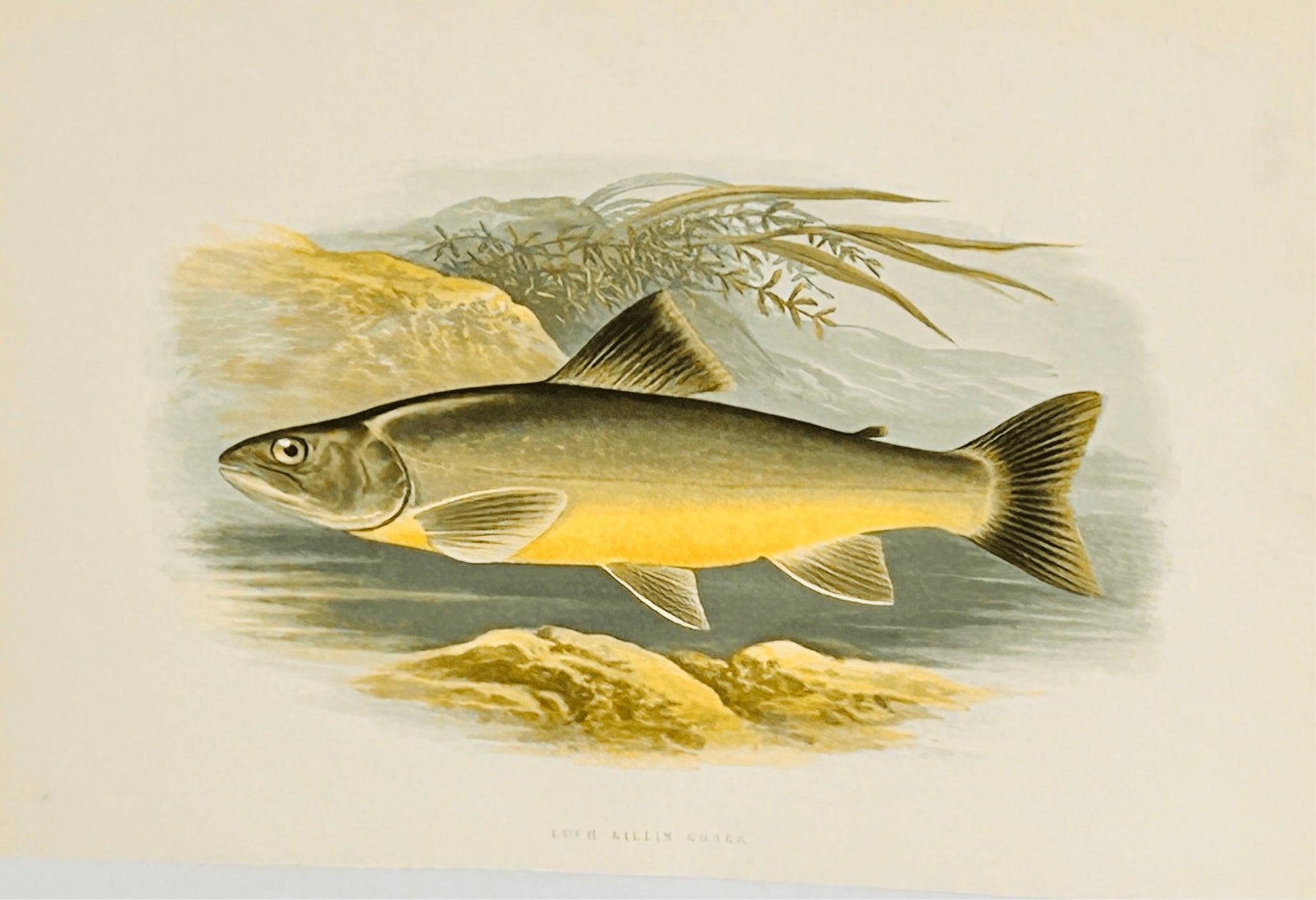 British Freshwater Fishes - Lochkillin Charr - Antique Print - Room Four