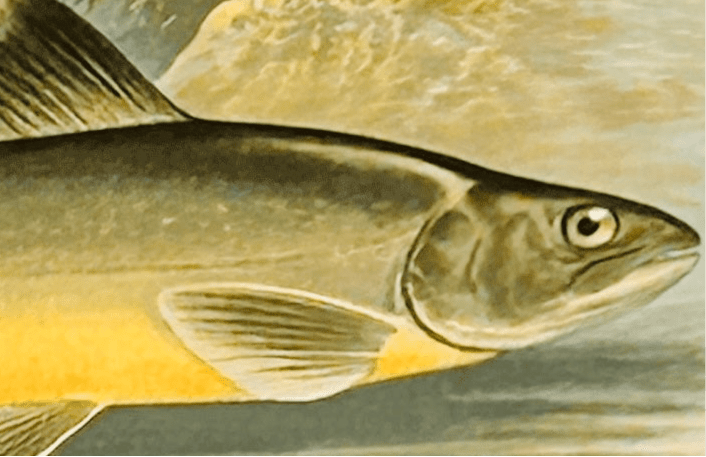 British Freshwater Fishes - Lochkillin Charr - Antique Print - Room Four