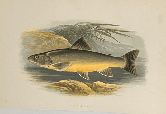 British Freshwater Fishes - Lochkillin Charr - Wall Art Print - Room Four