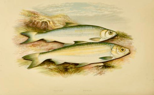 British Freshwater Fishes - Pollan Powan Wall Art Print - Room Four