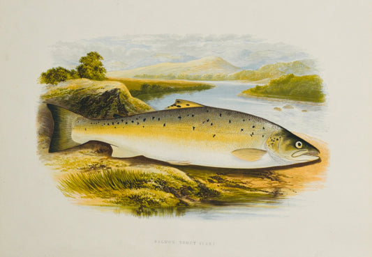 British Freshwater Fishes - Salmon Trout Var Wall Art Print - Room Four