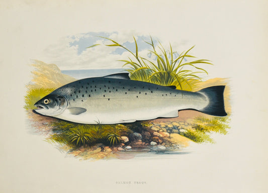 British Freshwater Fishes - Salmon Trout Wall Art Print - Room Four