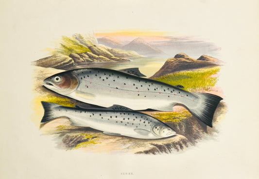 British Freshwater Fishes - Sewen Wall Art Print - Room Four