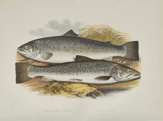 British Freshwater Fishes - Short Headed Salmon Wall Art Print - Room Four