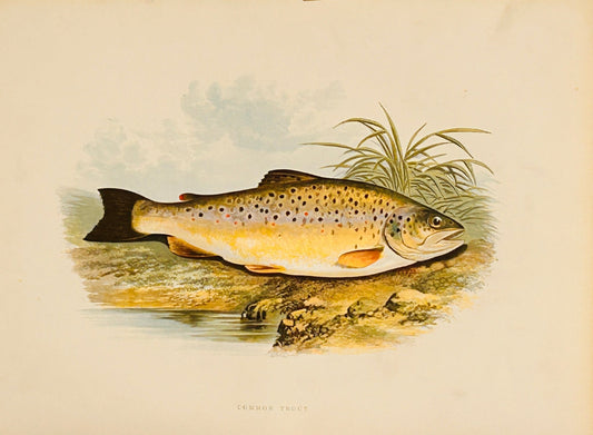 British Freshwater Fishes Wall Art Print - Common Trout - Room Four