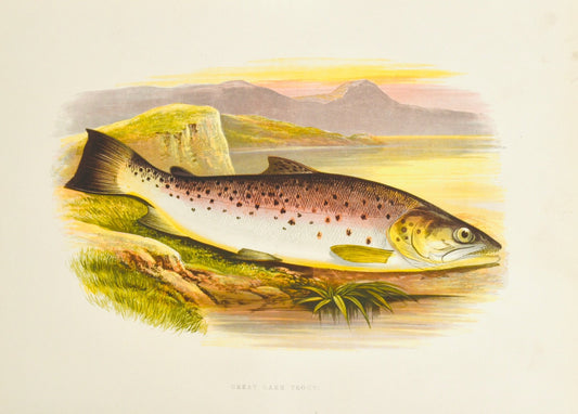 British Freshwater Fishes Wall Art Print - Great Lake Trout - Room Four