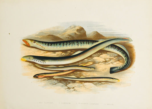 British Freshwater Fishes Wall Art Print - Sea Lamprey - Room Four