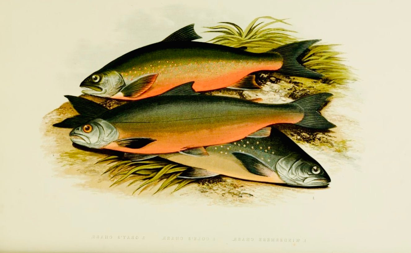 British Freshwater Fishes - Windermere Charr - Antique Print - Room Four