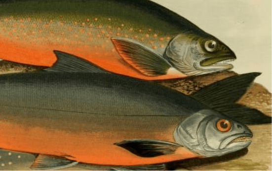 British Freshwater Fishes - Windermere Charr - Antique Print - Room Four