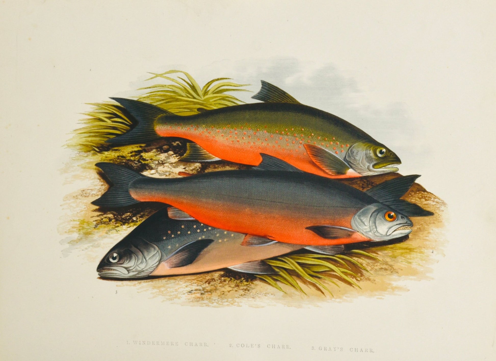 British Freshwater Fishes - Windermere Charr - Wall Art Print - Room Four