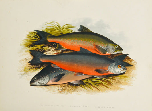 British Freshwater Fishes - Windermere Charr - Wall Art Print - Room Four