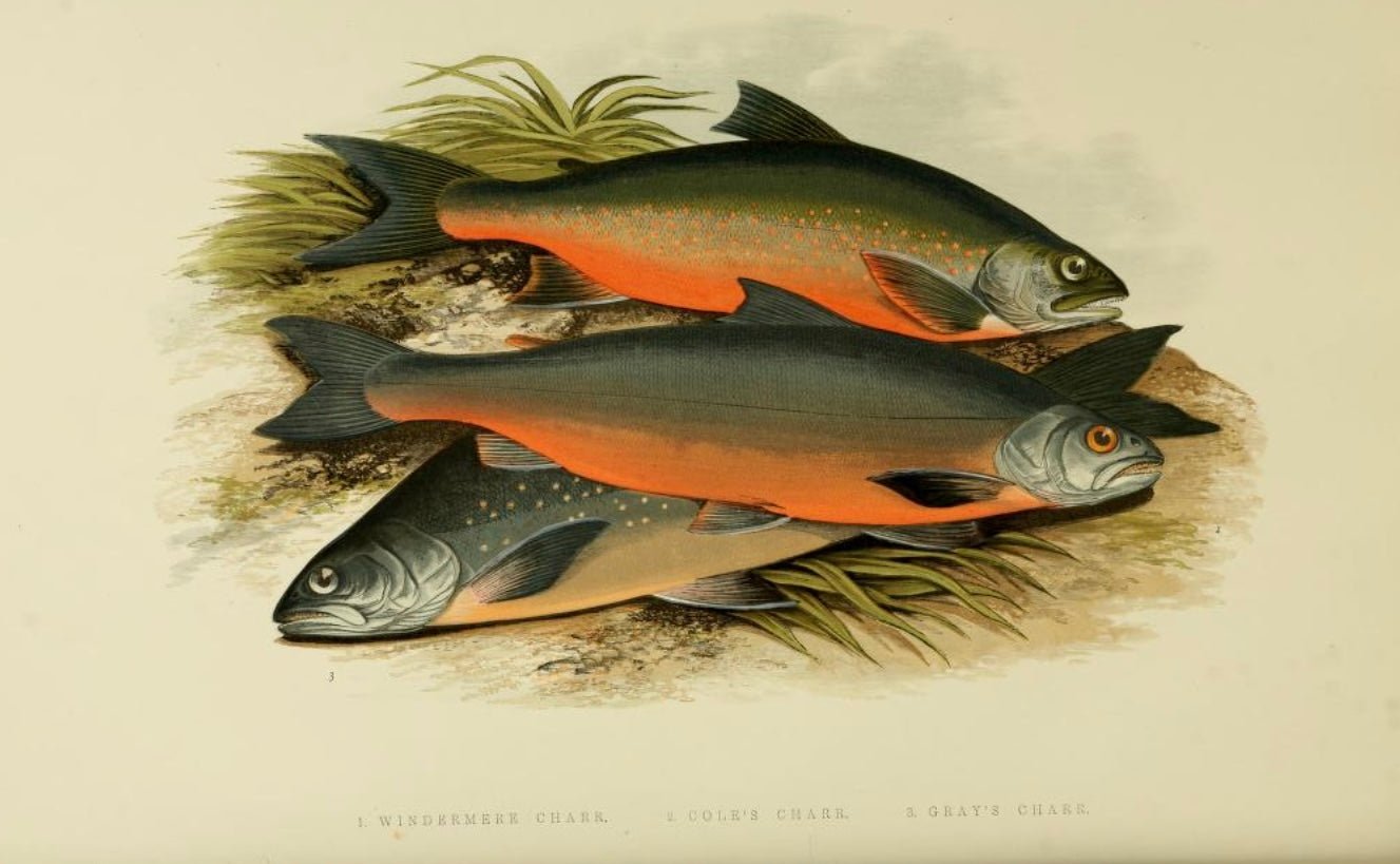 British Freshwater Fishes - Windermere Charr - Wall Art Print - Room Four