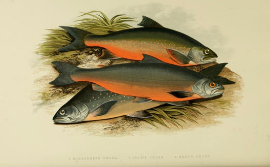 British Freshwater Fishes - Windermere Charr - Wall Art Print - Room Four