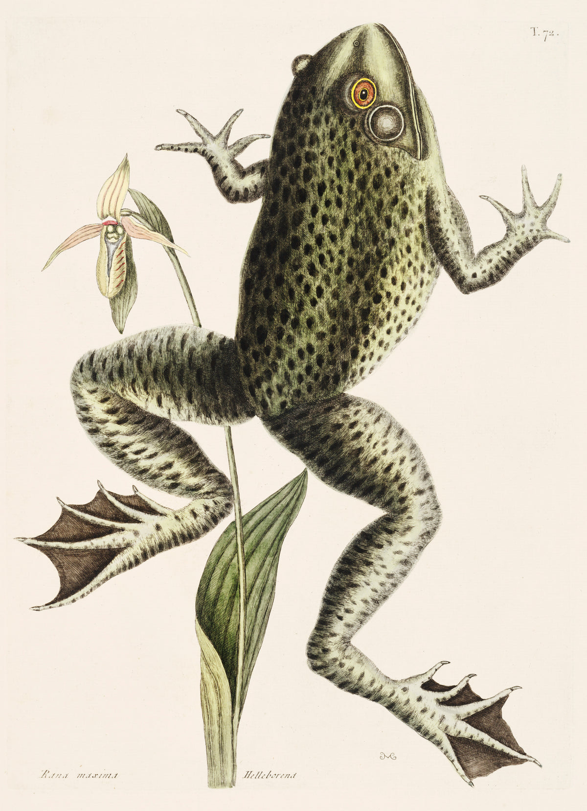 Bullfrog – Edward Donovan Natural History Art Print
