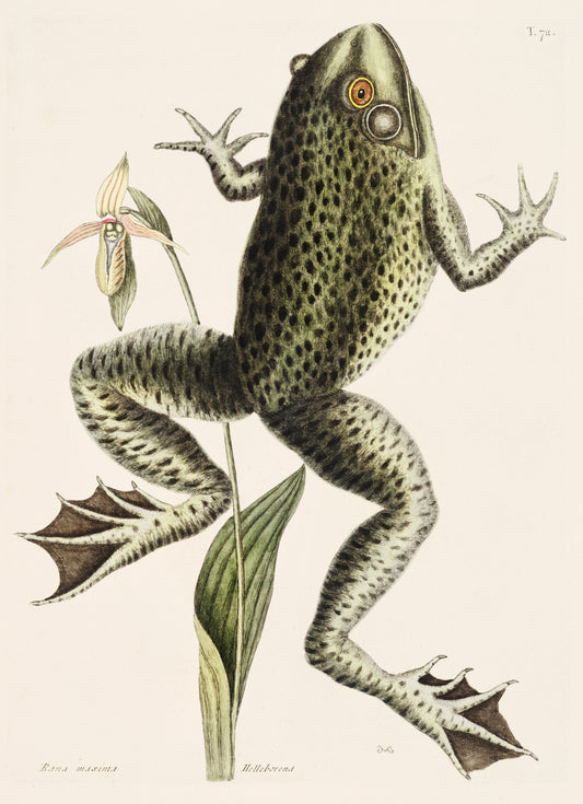 Bullfrog – Edward Donovan Natural History Art Print