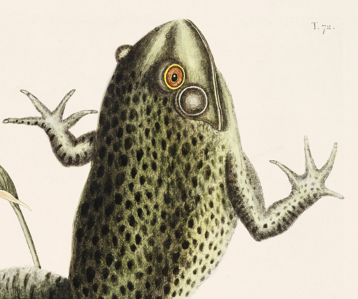 Bullfrog – Edward Donovan Natural History Art Print