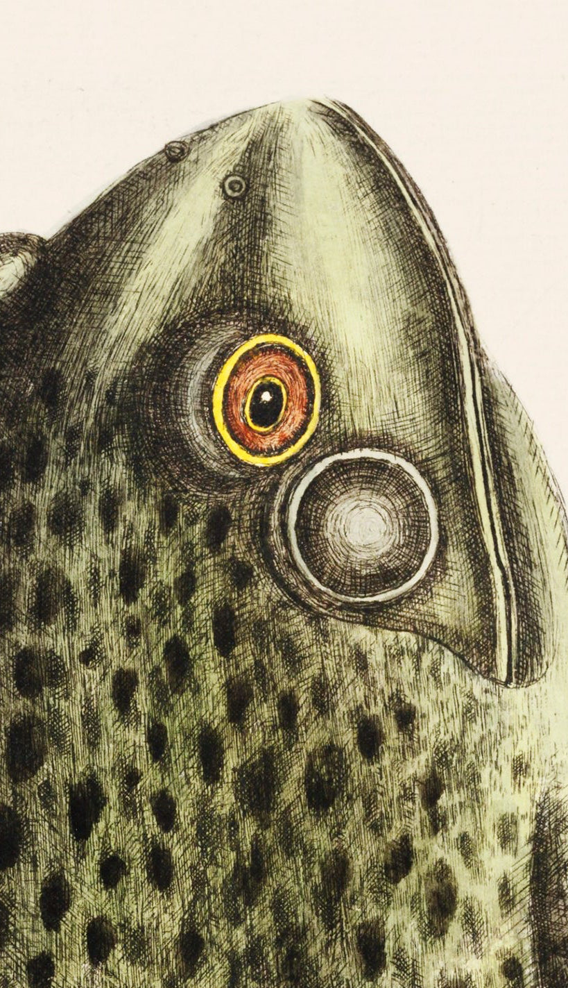 Bullfrog – Edward Donovan Natural History Art Print
