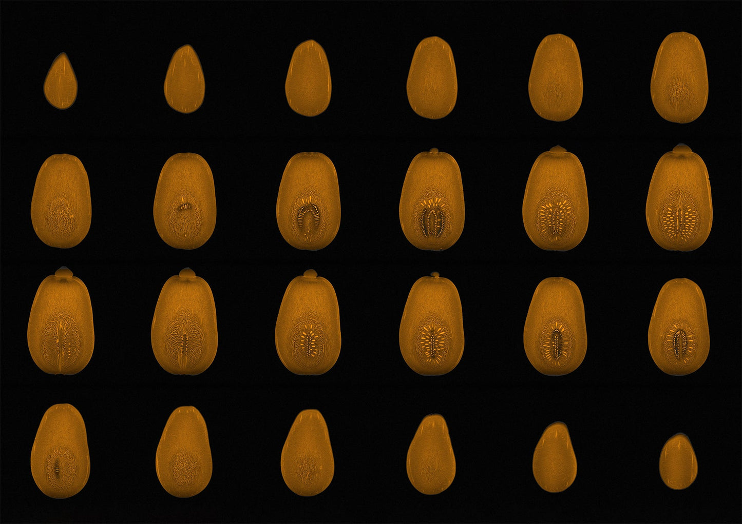 Butternut Squash MRI Scan Kitchen Wall Art Print - Room Four