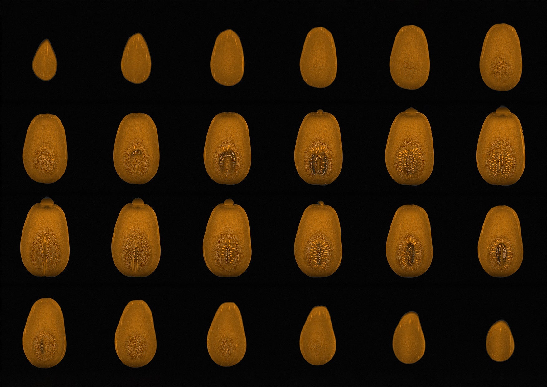 Butternut Squash MRI Scan Kitchen Wall Art Print - Room Four