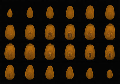 Butternut Squash MRI Scan Kitchen Wall Art Print - Room Four