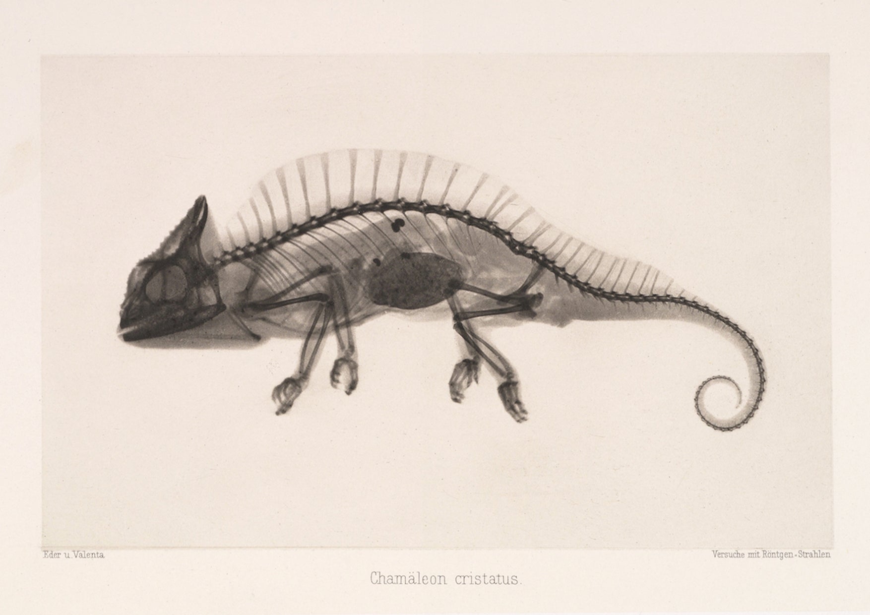 Cameleon X - Ray Black & White Photography Wall Art Print - Room Four