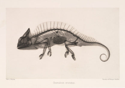 Cameleon X - Ray Black & White Photography Wall Art Print - Room Four
