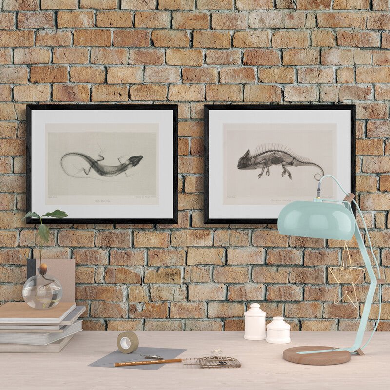 Cameleon X - Ray Black & White Photography Wall Art Print - Room Four