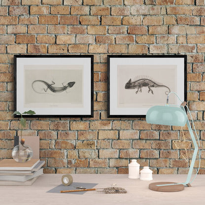 Cameleon X - Ray Black & White Photography Wall Art Print - Room Four