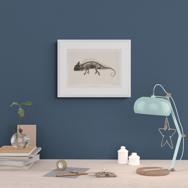 Cameleon X - Ray Black & White Photography Wall Art Print - Room Four