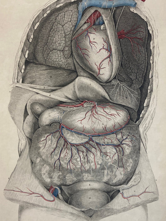 Early Anatomy - Plate IX - ORIGINAL - Room Four