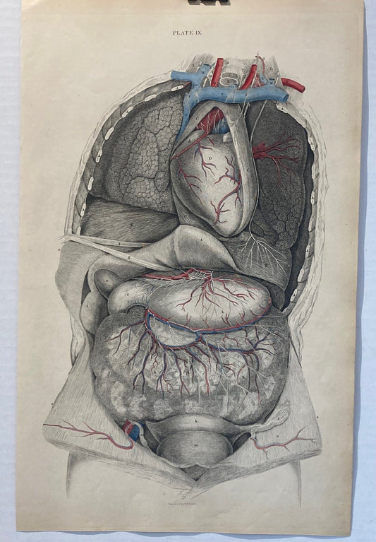 This striking vintage anatomical illustration, titled Plate IX, presents a beautifully detailed study of the human torso. Rendered in the classical style of early medical teaching charts, it showcases the heart, lungs, liver, stomach, and intestinal system, with arteries and veins highlighted in vivid red and blue. Early Anatomy - Plate IX - ORIGINAL - Room Four