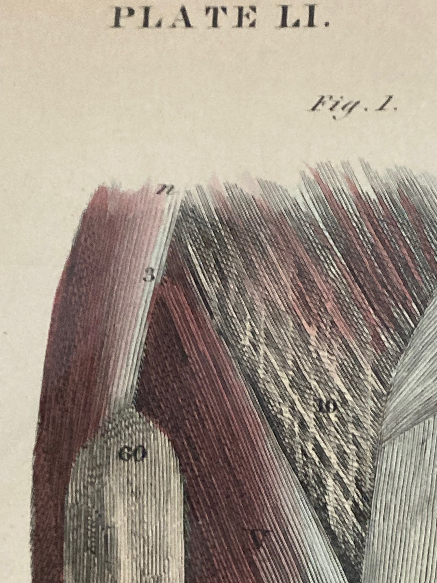 Early Anatomy - Plate LI - ORIGINAL - Room Four