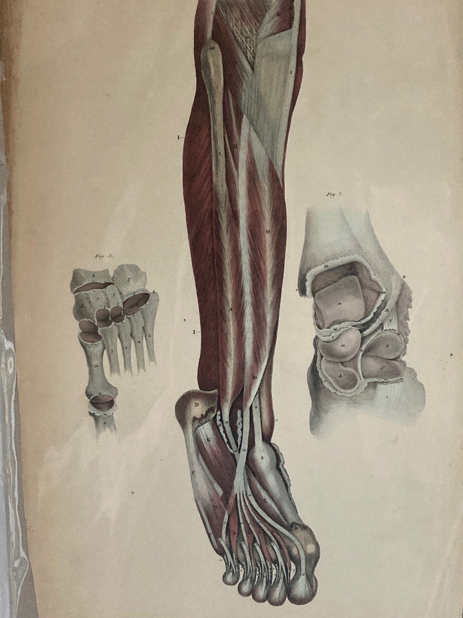 Early Anatomy - Plate LI - ORIGINAL - Room Four