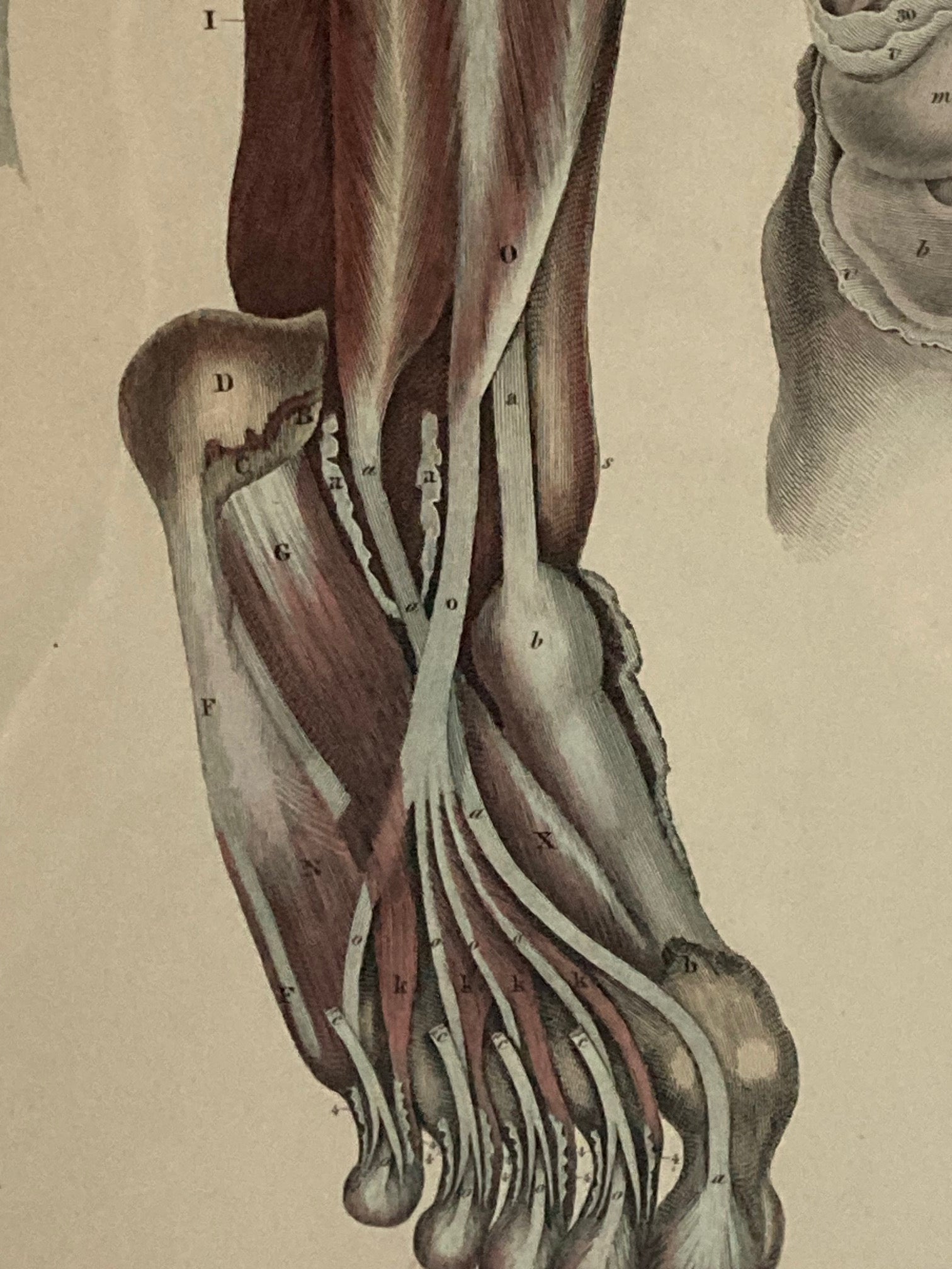 Early Anatomy - Plate LI - ORIGINAL - Room Four