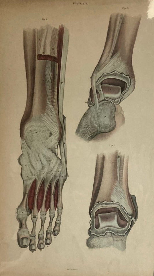 Early Anatomy - Plate LIV - ORIGINAL - Room Four