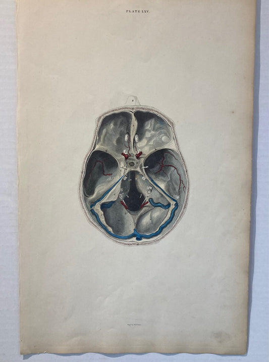 early anatomy - plate LXV - original - Room Four