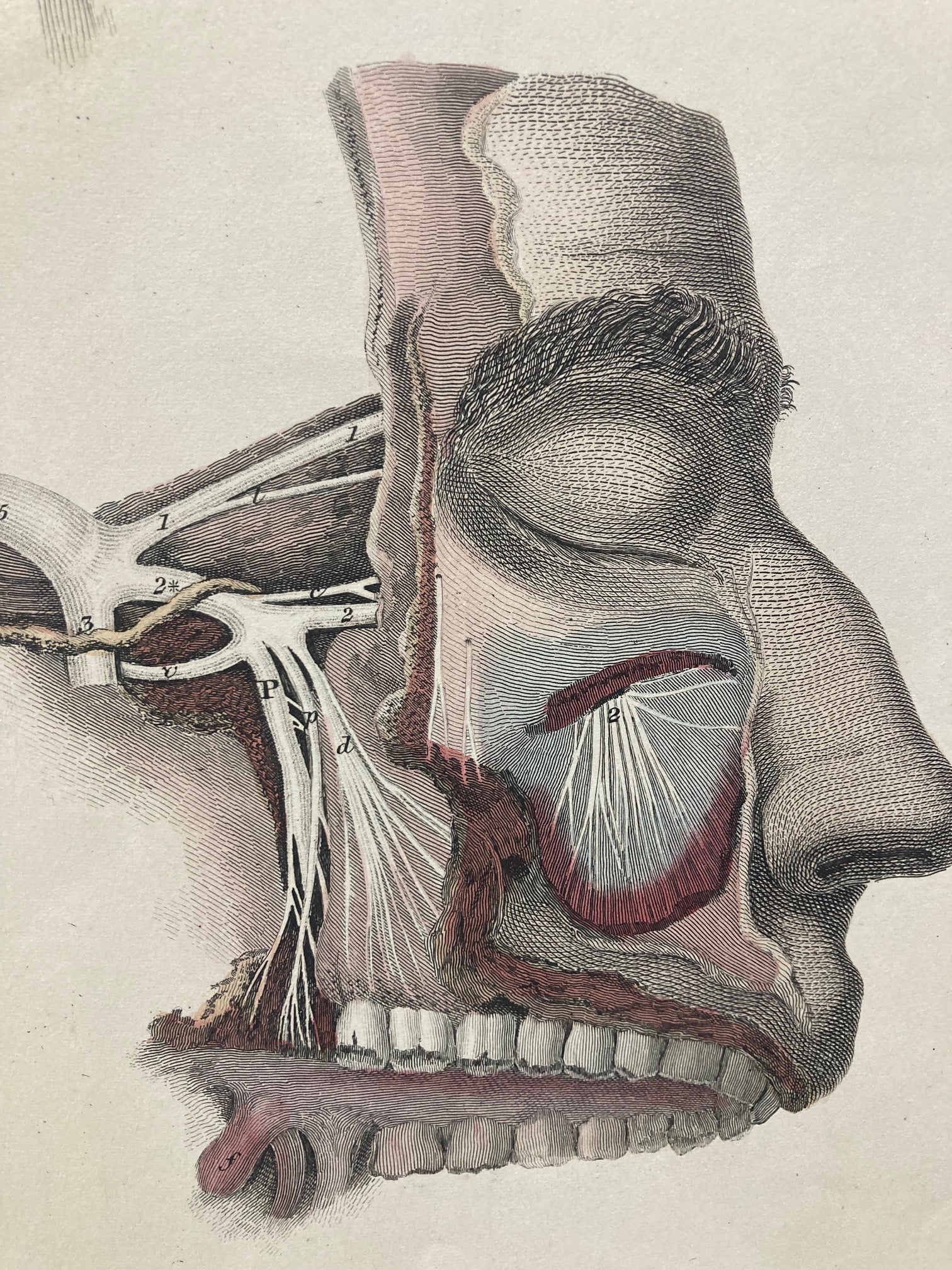 Early Anatomy - Plate LXXV - ORIGINAL - Room Four