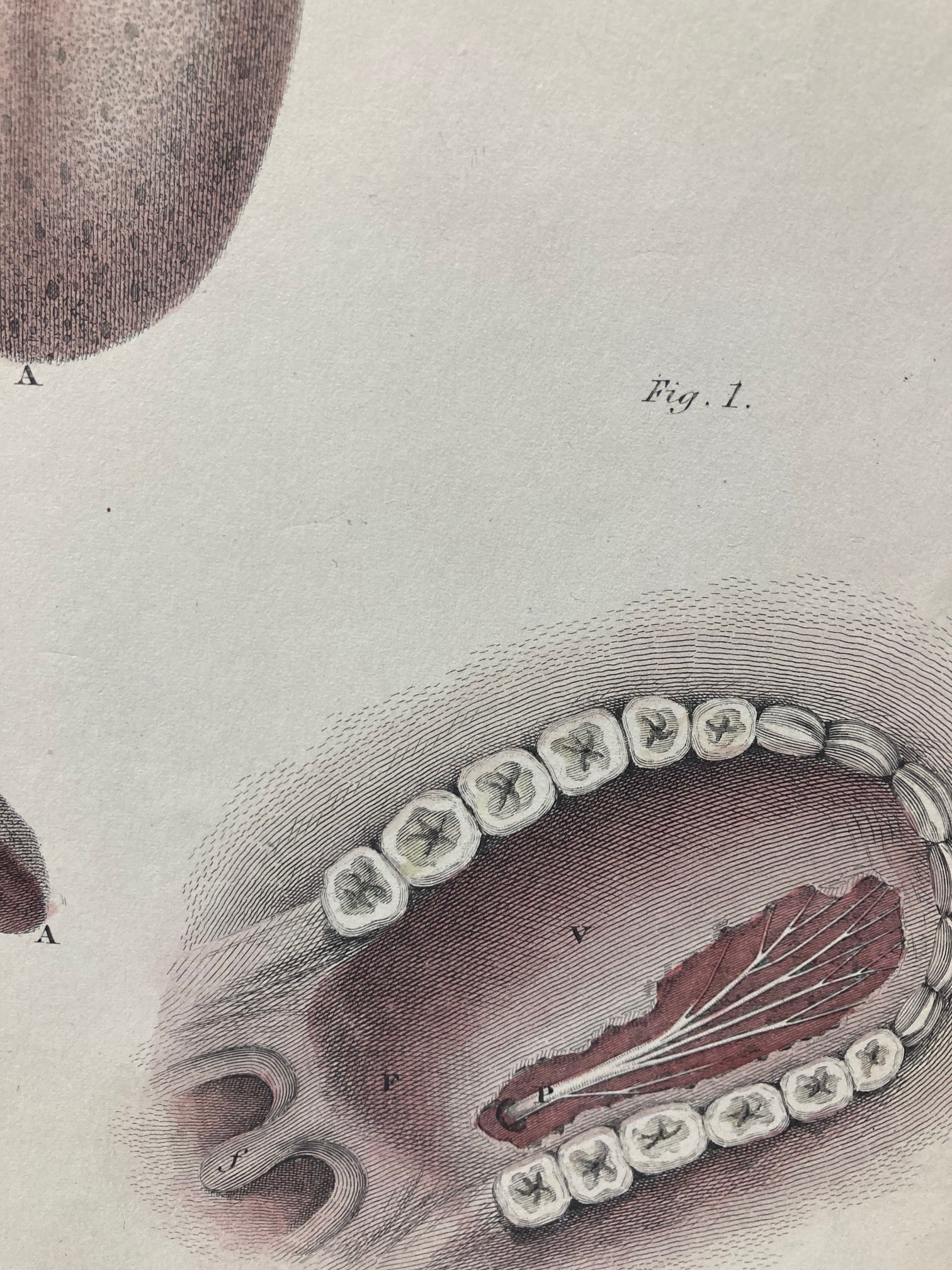 Early Anatomy - Plate LXXVI - ORIGINAL - Room Four