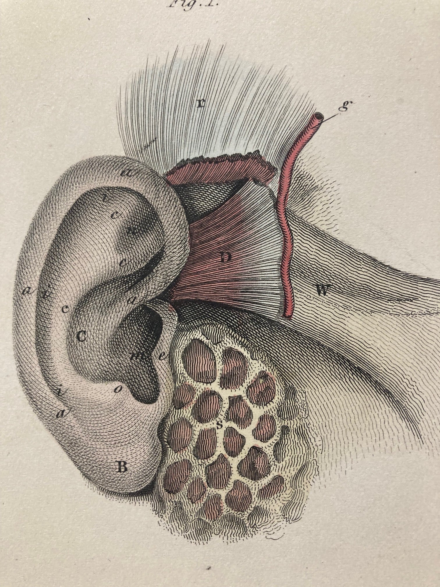 Early Anatomy - Plate LXXVII - ORIGINAL - Room Four