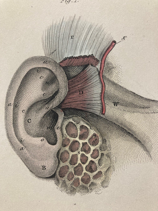 Early Anatomy - Plate LXXVII - ORIGINAL - Room Four